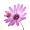 Ladybug on pink flower