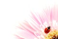 Ladybug on pink flower