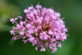 Ladybug in pink flower