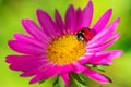 Ladybug on pink flower on defocus background. Ladybird creeps on blooming plant in flowers garden