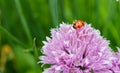 A ladybug on a pink onion chive flower