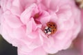 Ladybug on pink rose in summer Royalty Free Stock Photo