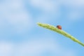 Ladybug on a plant on blue sky