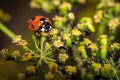 Ladybug on the plant