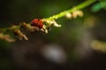 Ladybug on the plant