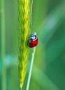 Ladybug on a plant