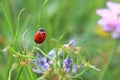 Ladybug on plant Depth of Field
