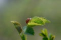 Ladybug on a plant Royalty Free Stock Photo