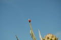 Ladybug on a plant