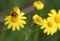 Ladybug playground