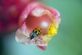 Ladybug pollinating spiked spirlaflag ginger Royalty Free Stock Photo