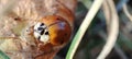 Ladybug prepare in fall