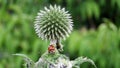 Ladybug on prickly flower Royalty Free Stock Photo