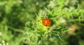 Ladybug on prickly plant in the garden, closeup Royalty Free Stock Photo