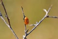 The ladybug pupa closeup