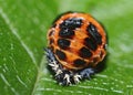 Ladybug pupa