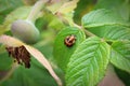 A ladybug pupa on a wild rose bush leaf