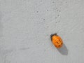 Ladybug pupae on Concrete - Coccinella septempunctata