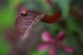 Ladybug on purple apple leaf isolated on nature blurred green background Royalty Free Stock Photo