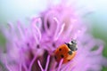 Ladybug on the purple flower