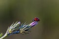 Ladybug on purple flower
