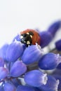 Ladybug on purple flower. Red insect with black dots. Microphotography Royalty Free Stock Photo