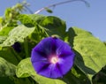 Ladybug on Purple Morning Glory