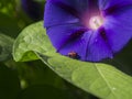 Ladybug on Purple Morning Glory