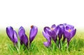 Ladybug on purple spring crocus flower.