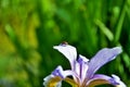 Ladybug on a purple and yellow iris flower and bud in my garden Royalty Free Stock Photo