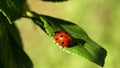 Ladybug quickly crawls on a green leaf close-up. macro Royalty Free Stock Photo