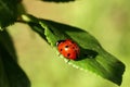 Ladybug quickly crawls on a green leaf close-up. macro Royalty Free Stock Photo