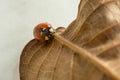 Ladybug rambling on a rusted leaf macro shot Royalty Free Stock Photo