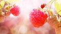 Ladybug on a raspberry bush. Fresh red raspberries in droplets of water in the garden. Concept summer.