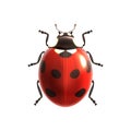 Ladybug realistic isolated