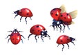 Ladybug, red black spots beetle, flying insect Royalty Free Stock Photo