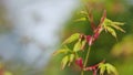 Ladybug Red With Black Spots Insects In The Wild. Acer Leaves In The Sunlight. Selective focus. Royalty Free Stock Photo