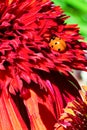 Ladybug on a red hot papaya coneflower echinacea flower