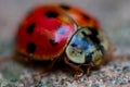 Ladybug