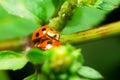 Ladybug reproduce on green leaves