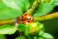 Ladybug reproduce on green leaves