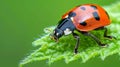 Ladybug resting on a colorful leaf, nature s beauty captured in a serene moment of tranquility