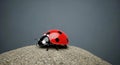 Ladybug resting on a small sand dune against a muted gray backdrop, a study in contrasts Royalty Free Stock Photo