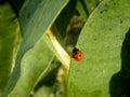 Ladybug resting in the sun Royalty Free Stock Photo