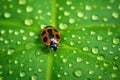 a ladybug resting on a vibrant green clover leaf