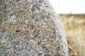 Ladybug on a rock in a field Royalty Free Stock Photo