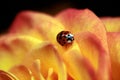 Ladybug on Rose Royalty Free Stock Photo