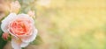 Ladybug on rose bouton, spring banner with free space for text, soft focus flower background