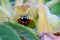 Ladybug Rose Waterdrop in Autumn 01 Royalty Free Stock Photo