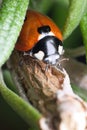 Ladybug on rosemary